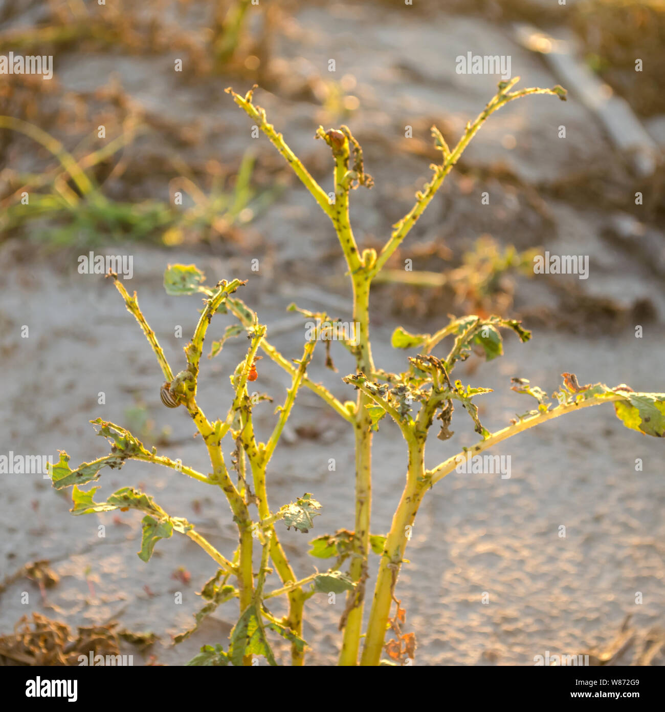 Le doryphore (Leptinotarsa decemlineata) assis sur une pomme de terre. Les insectes nuisibles - l'ennemi de l'agriculteur. Les risques de perte de récolte. L'agriculture et l'élevage. Banque D'Images