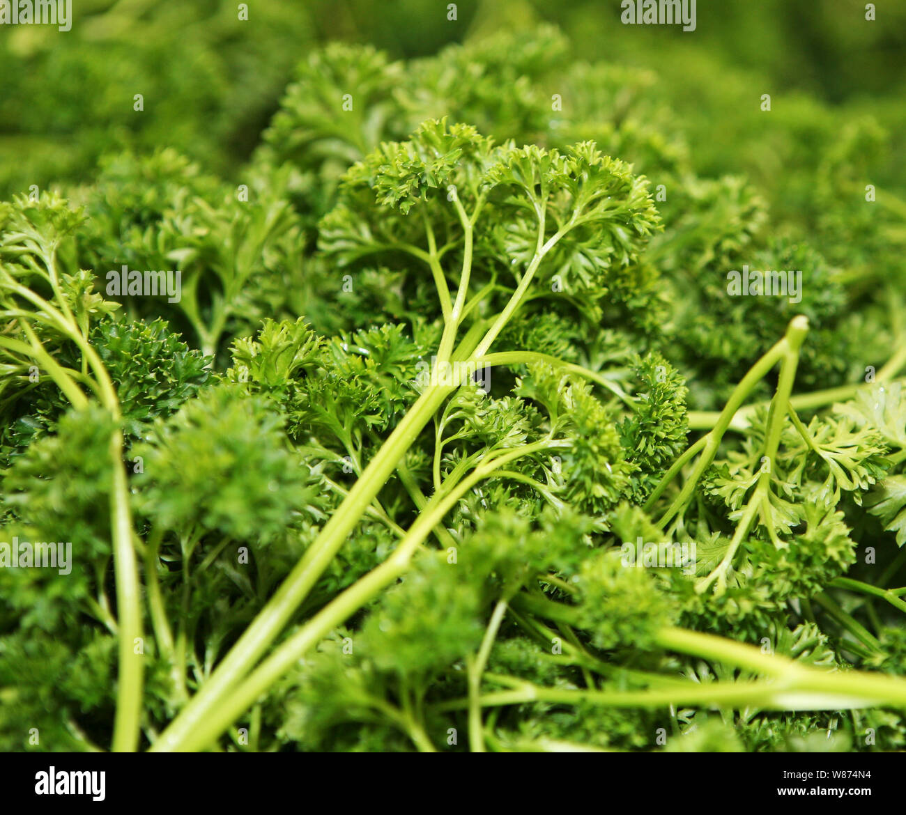 Herbes agricoles dans les serres. Banque D'Images
