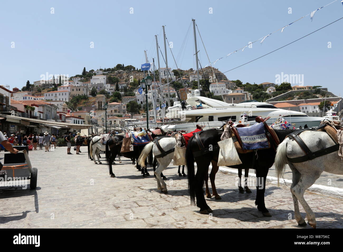 Mules en attente de clients en port d''Hydra, la Ville d''Hydra, l'île d'Hydra, Grèce. Banque D'Images