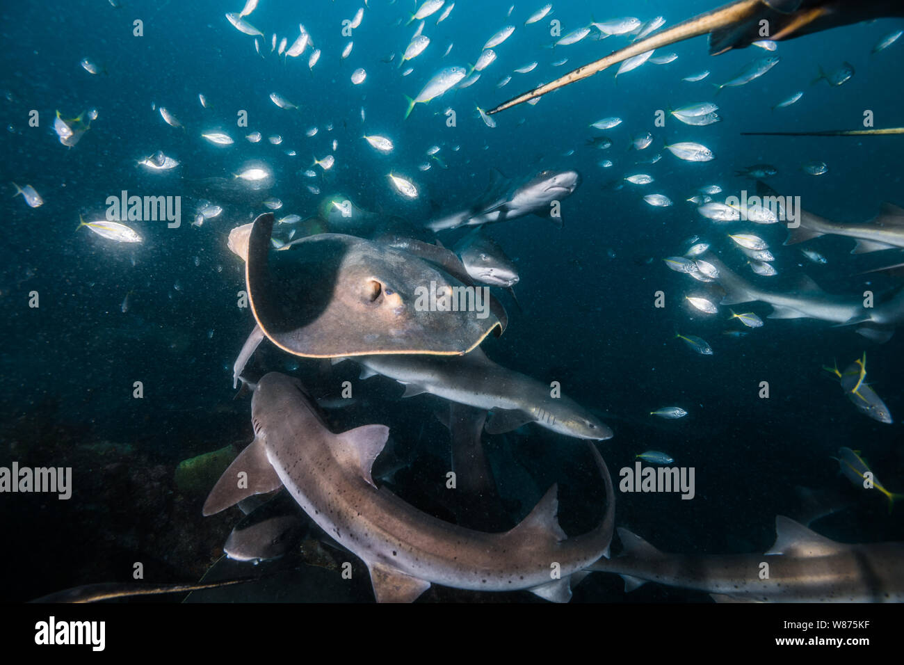 La plus célèbre place où pouvoir plonger avec Shark au Japon. Beaucoup d stingrays​ peut être vu. Ito, Tateyama, Chiba, Japon. Banque D'Images