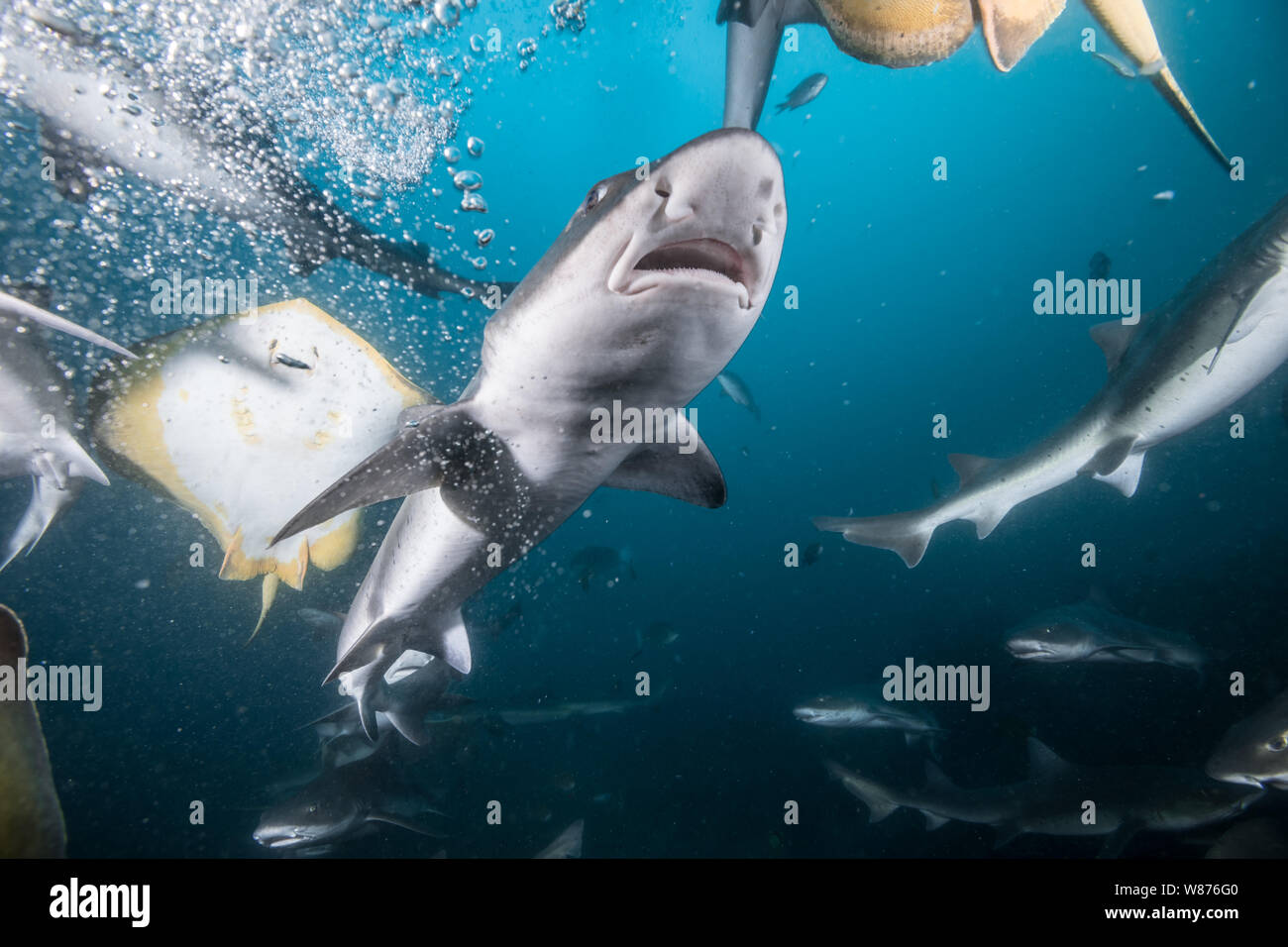 Requins bagués Hound excité par l'odeur de poissons d'alimentation. Plongée avec les requins à Ito, Tateyam, au Japon Banque D'Images