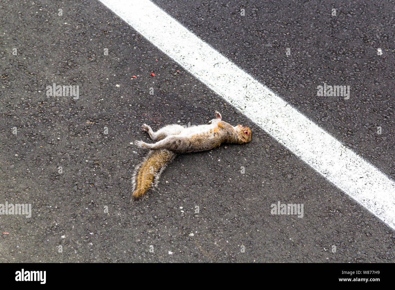 Squirrel tué par une voiture, en Californie Banque D'Images