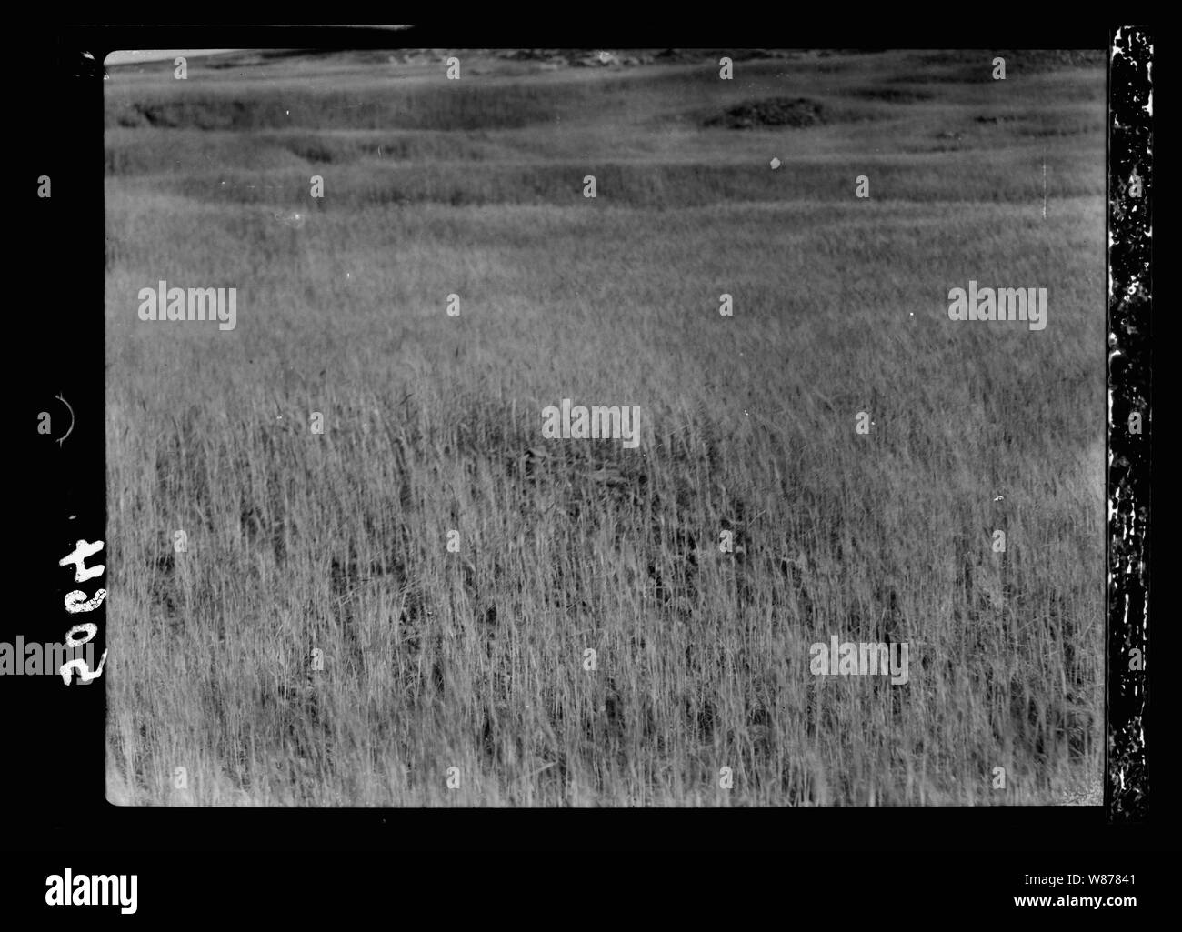 Une partie de la semence tomba sur stoney places Banque D'Images