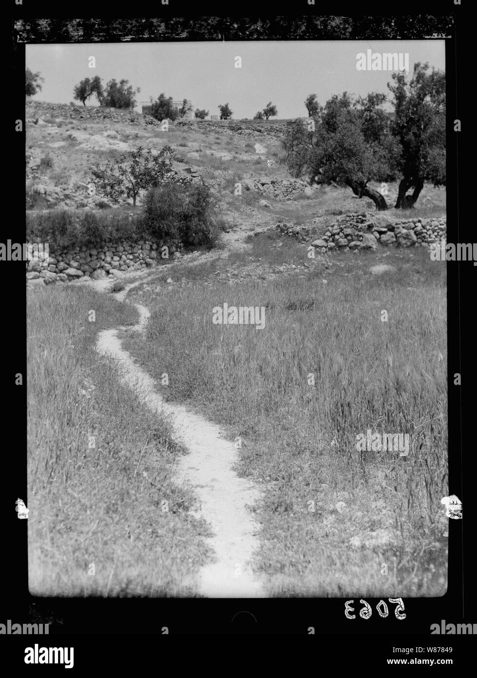 Une partie de la semence tomba le long du chemin Banque D'Images