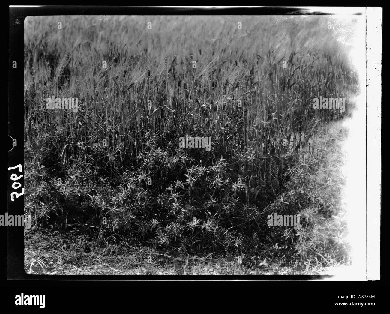 Une autre partie tomba parmi les épines Banque D'Images