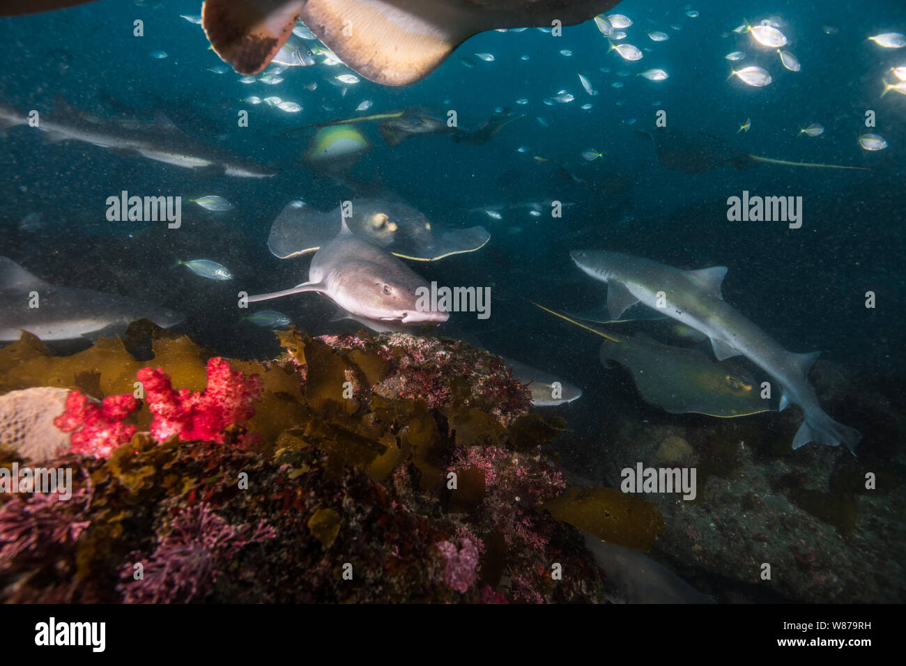 En lignes Houndshark(Triakis scyllium) et Japonais stingray ou Hemitrygon akajei stingray (rouge) Banque D'Images