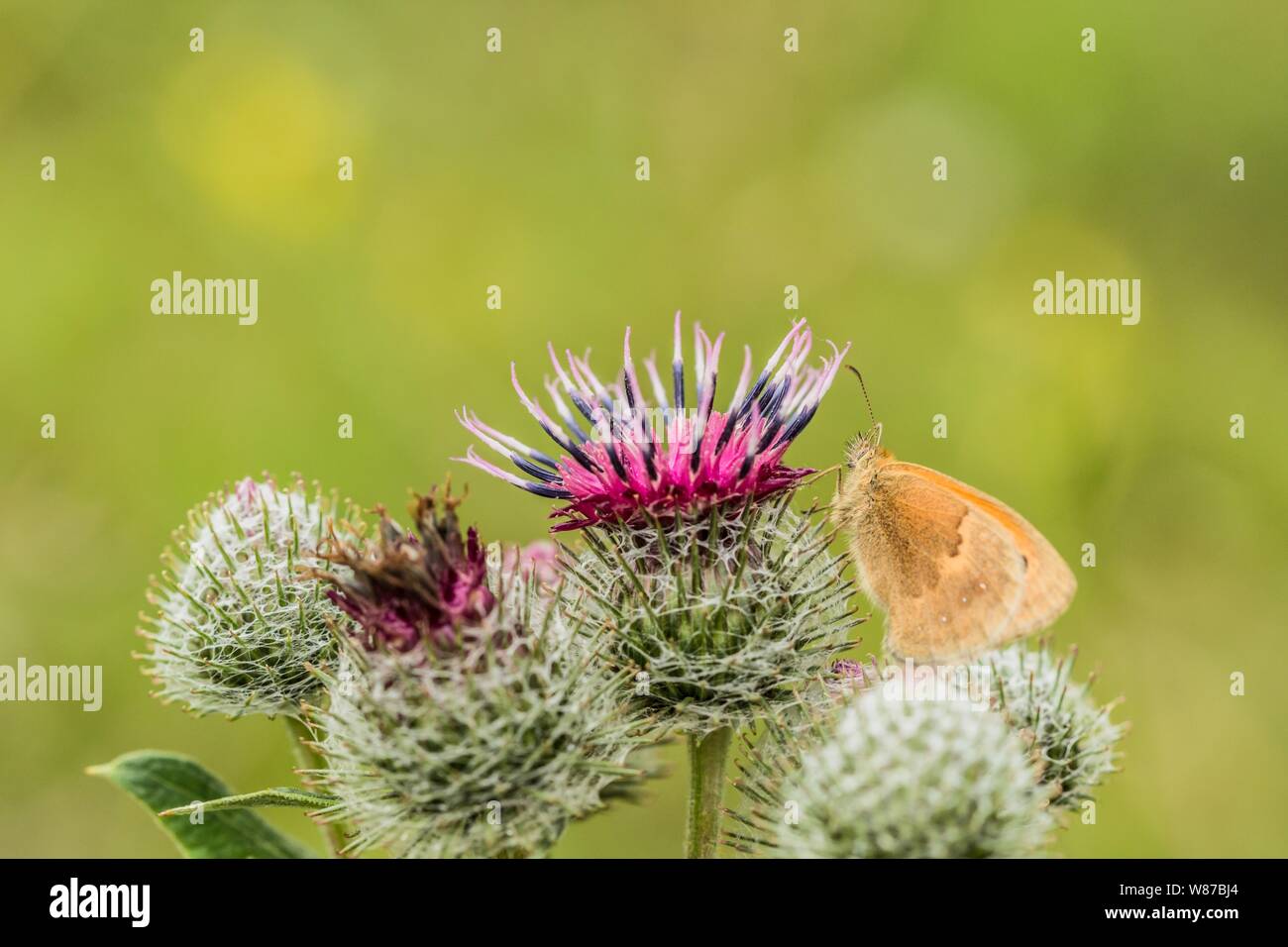 Le petit heath, une orange et marron butterfly sitting on fleur pourpre de la bardane laineux. Flou d'arrière-plan vert et jaune. Journée ensoleillée dans un m Banque D'Images