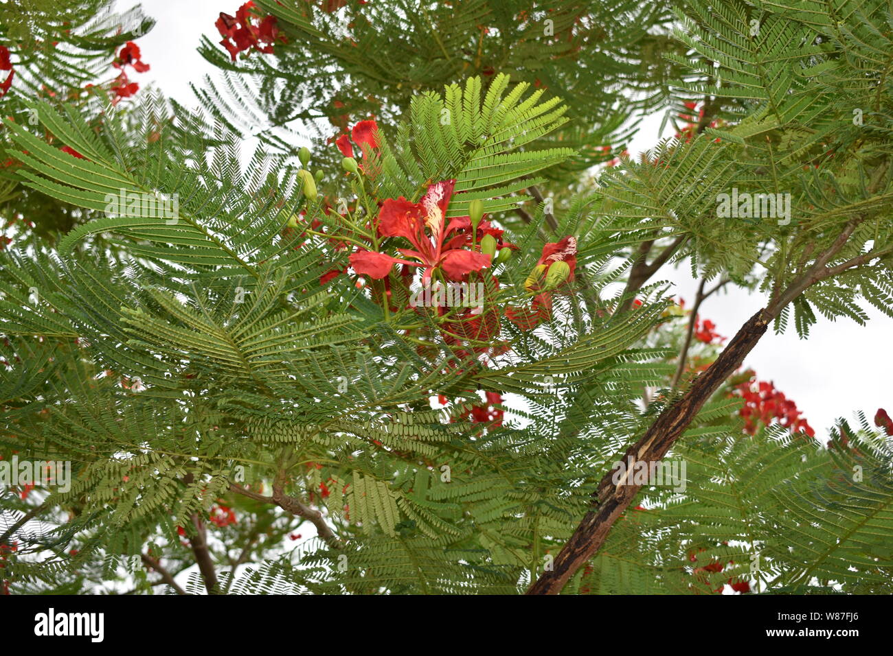 Paon ROUGE SUR VERT FLEURS ARBRE POINCIANA Banque D'Images