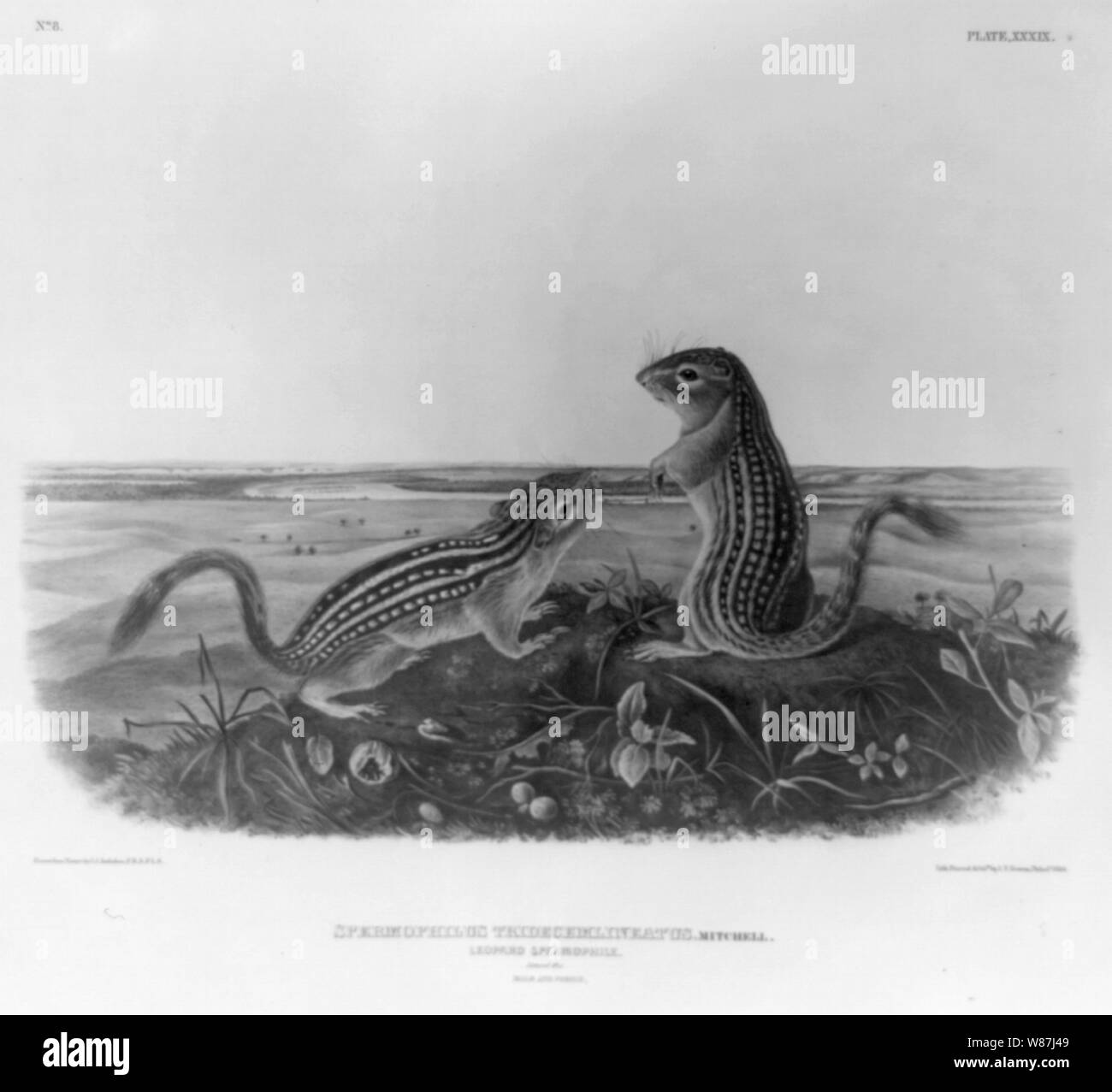 2 suisses Banque D'Images