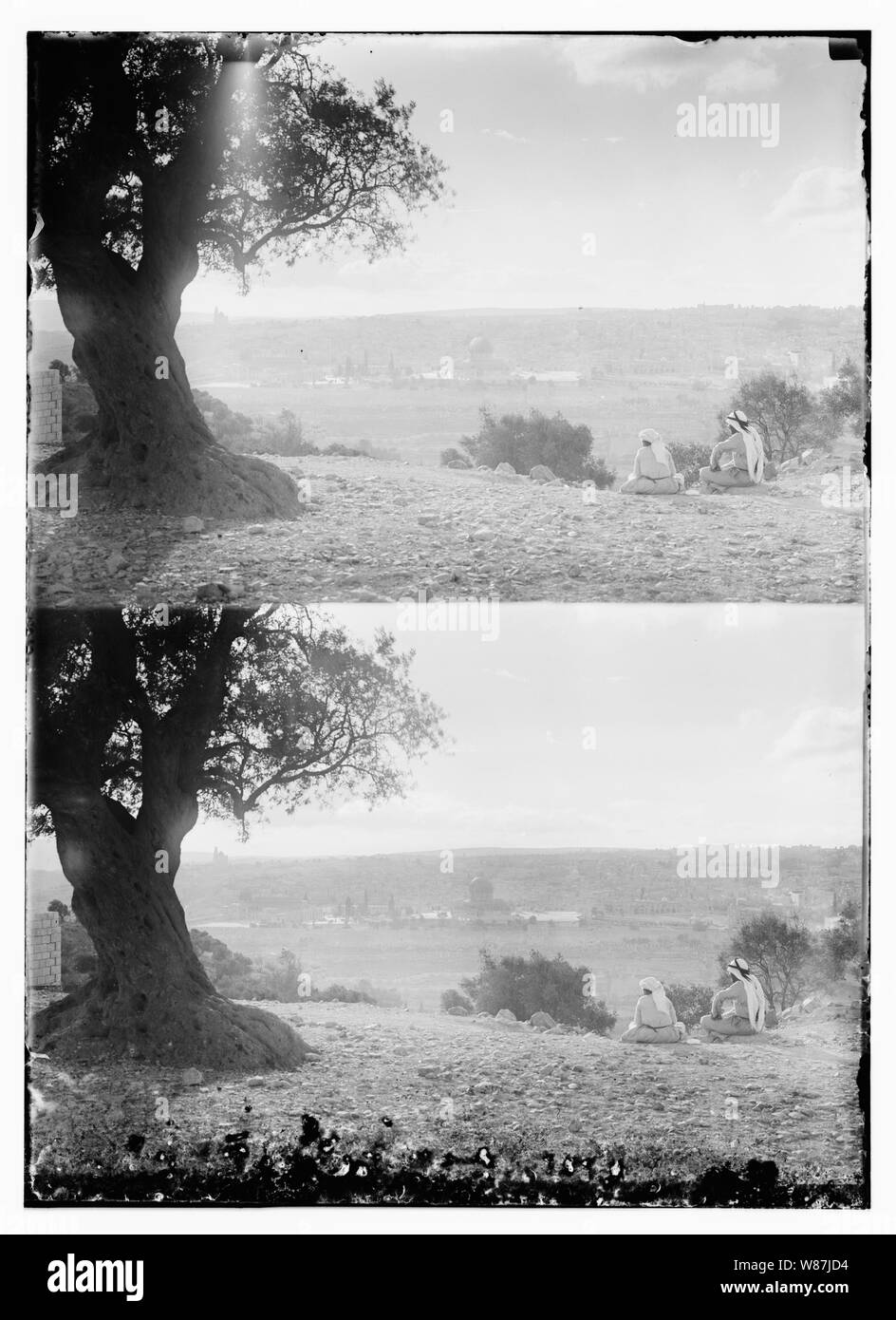2 bergers & tree sur le Mont des Oliviers. Banque D'Images