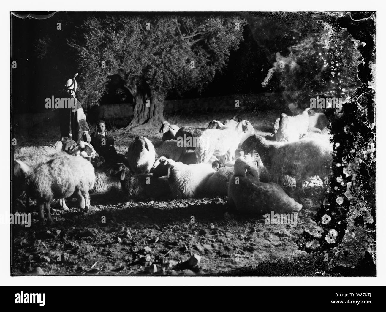 Psaume 23, les moutons Banque D'Images