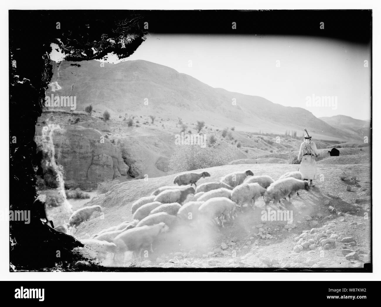 Psaume 23, les moutons Banque D'Images