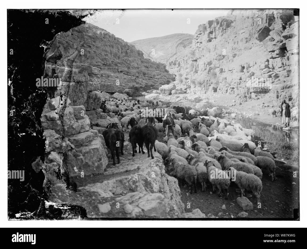 Psaume 23, les moutons Banque D'Images