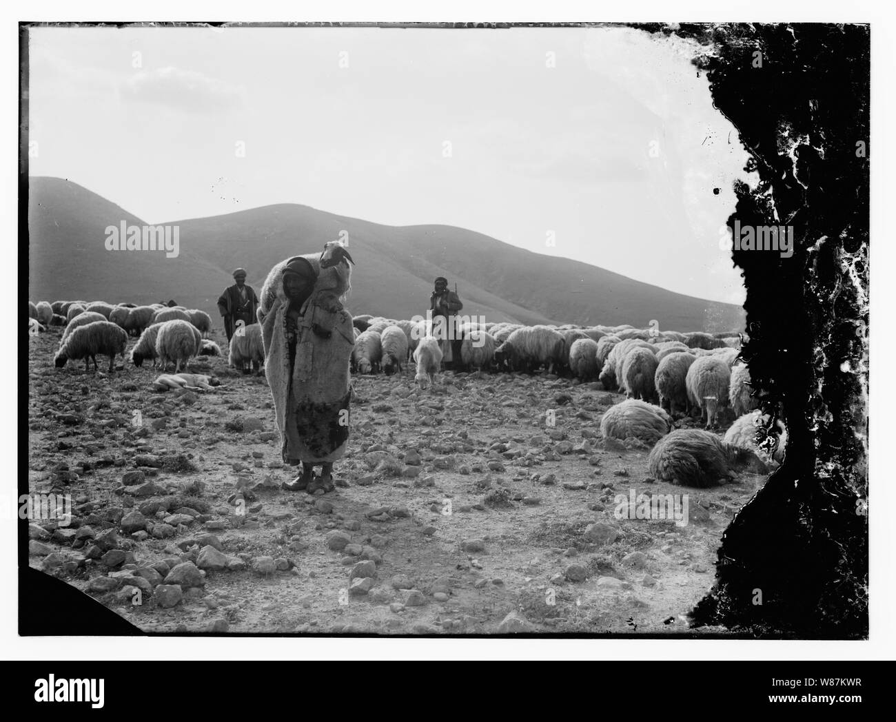 Psaume 23, les moutons Banque D'Images