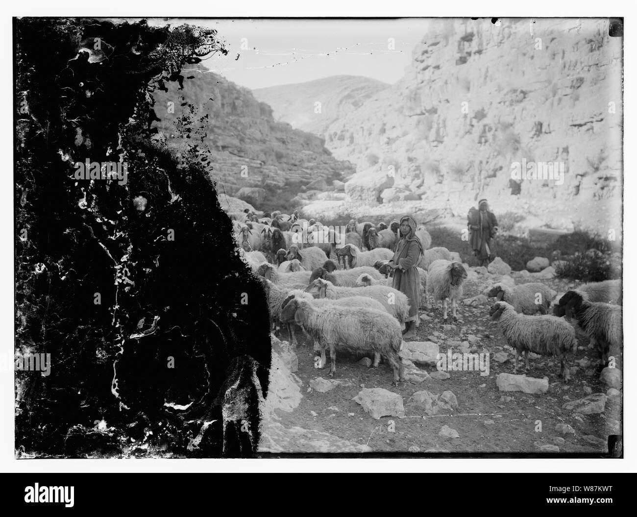 Psaume 23, les moutons Banque D'Images