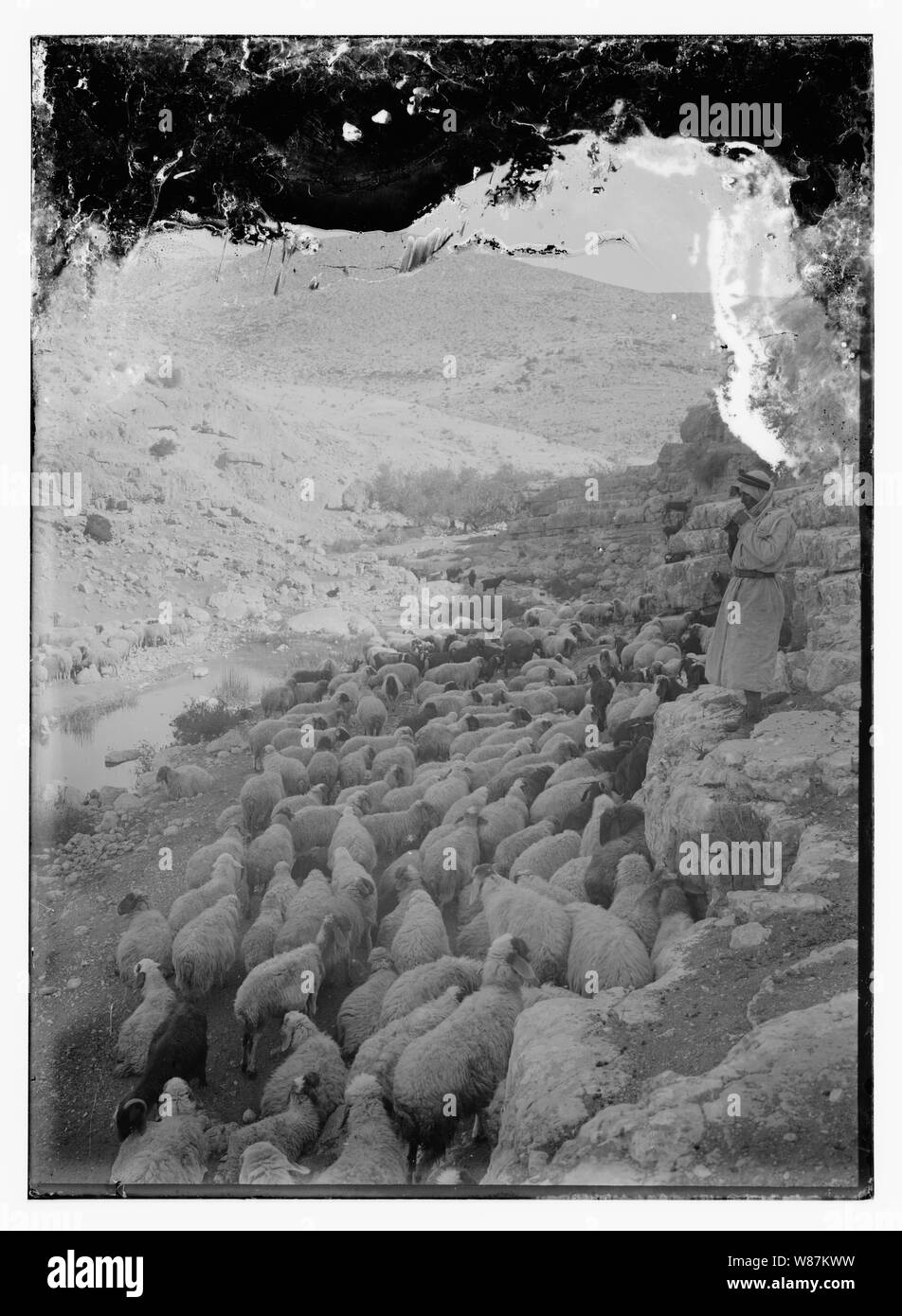 Psaume 23, les moutons Banque D'Images