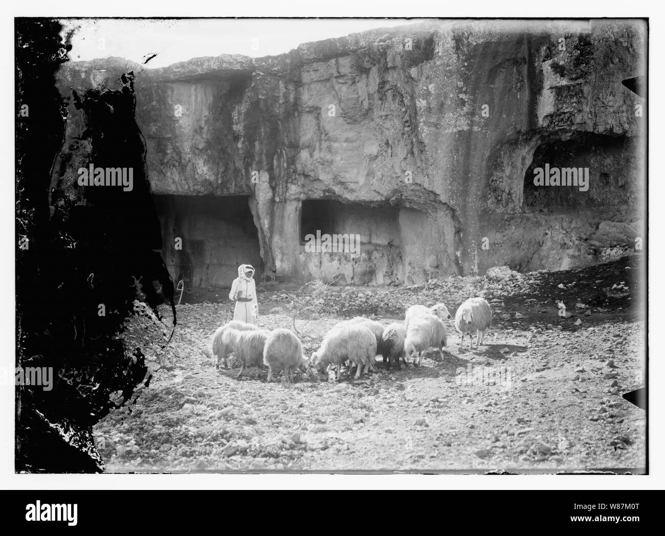 Psaume 23, les moutons Banque D'Images