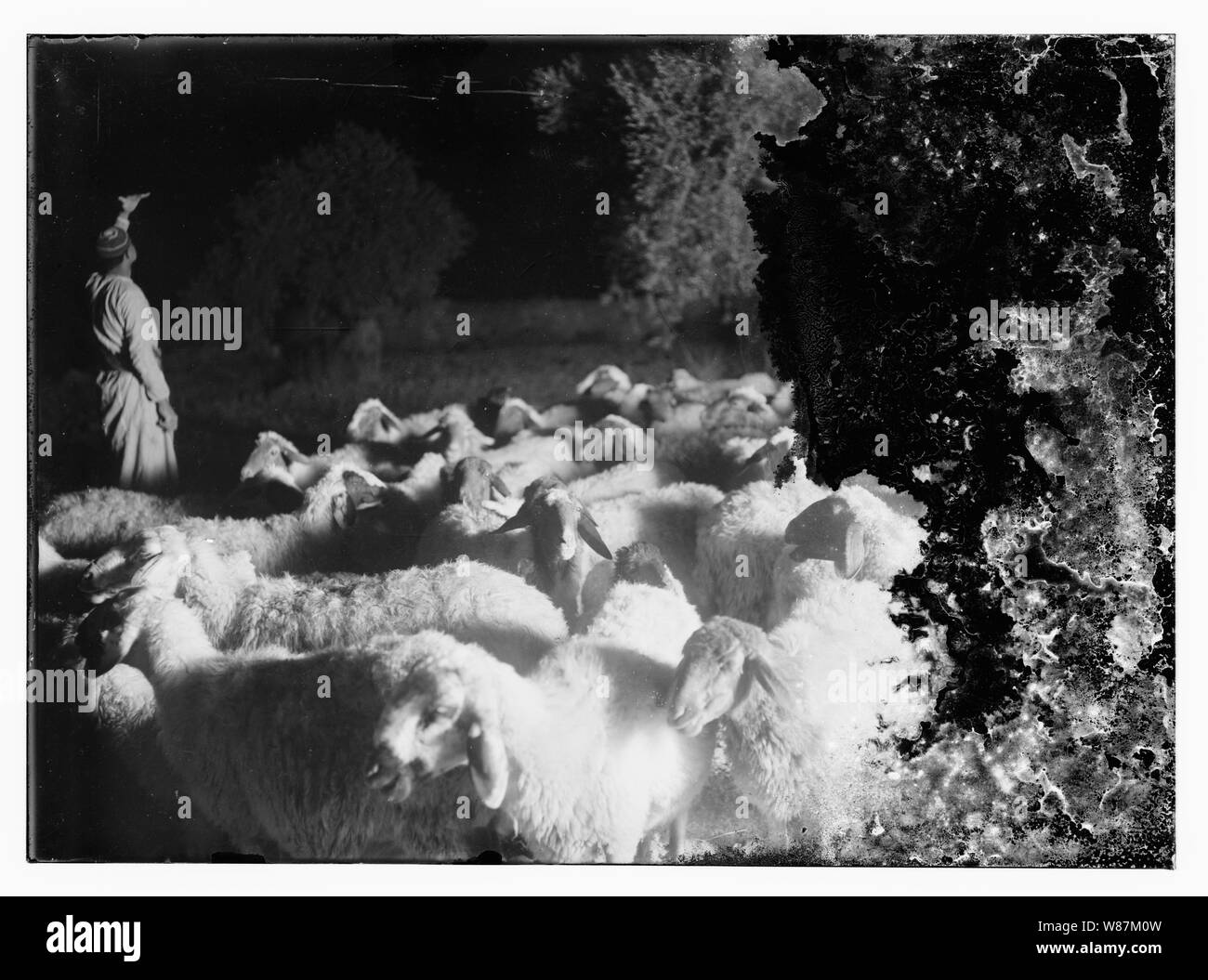 Psaume 23, les moutons Banque D'Images