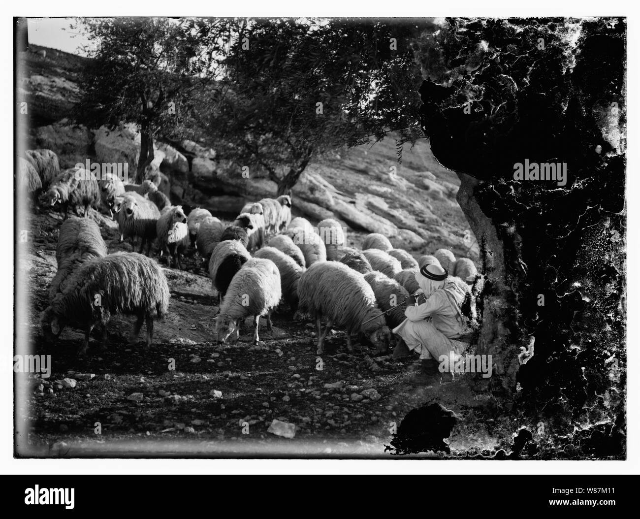 Psaume 23, les moutons Banque D'Images