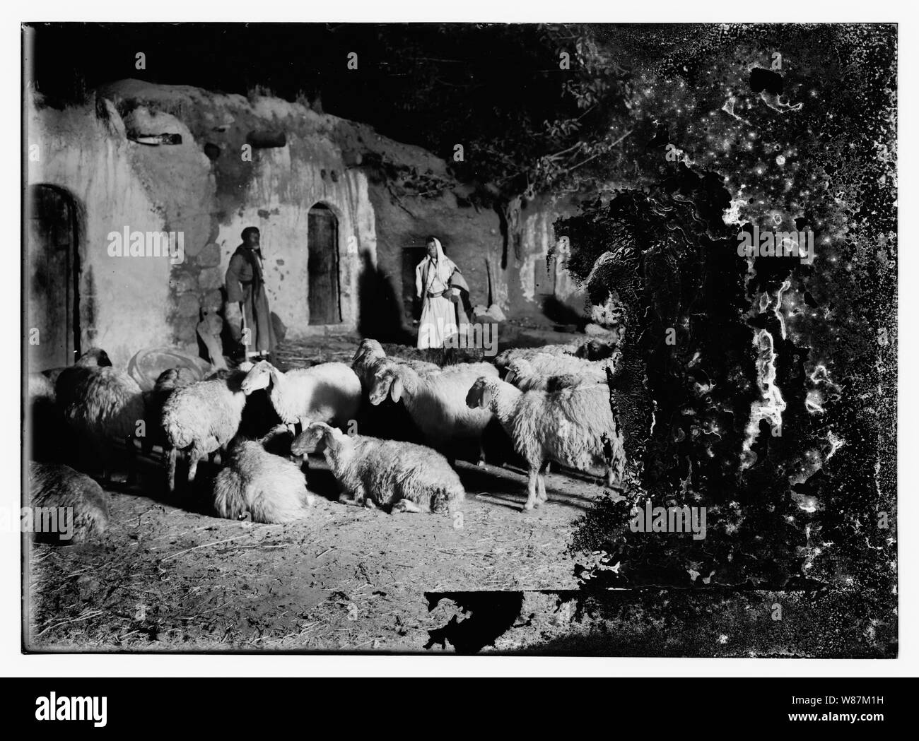 Psaume 23, les moutons Banque D'Images