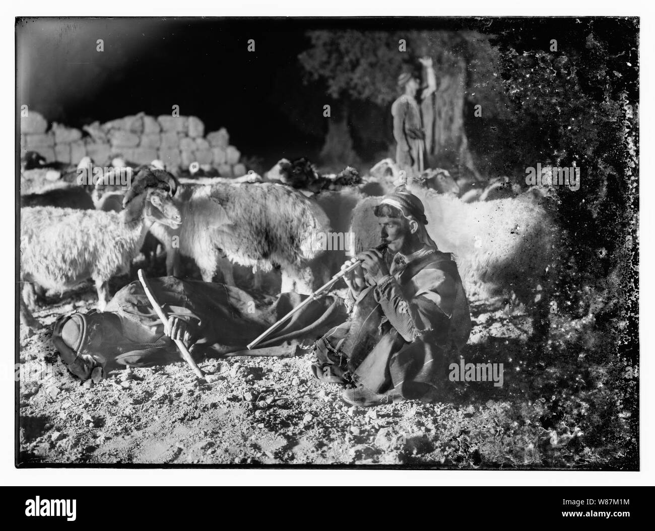 Psaume 23, les moutons Banque D'Images