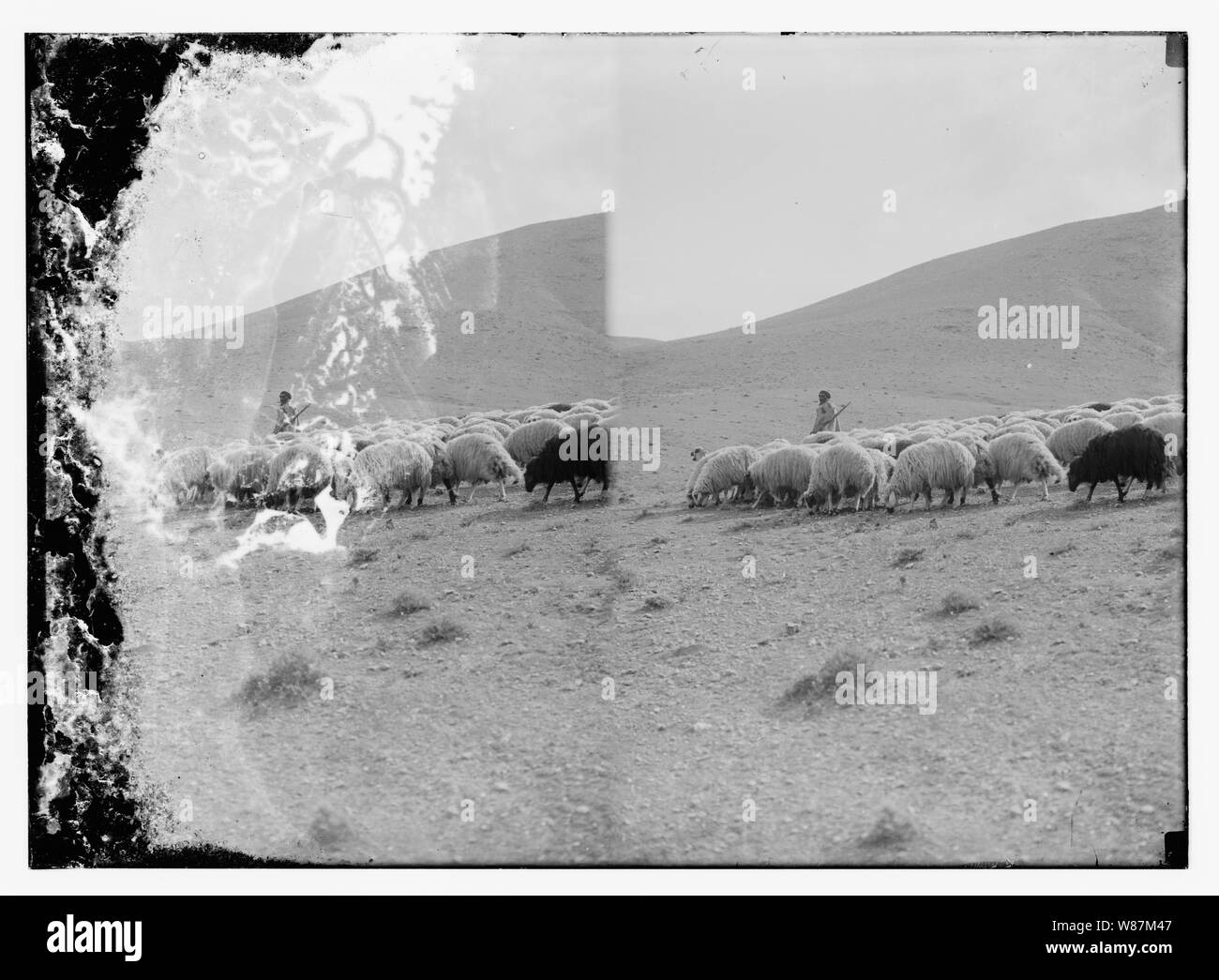 Psaume 23, les moutons Banque D'Images