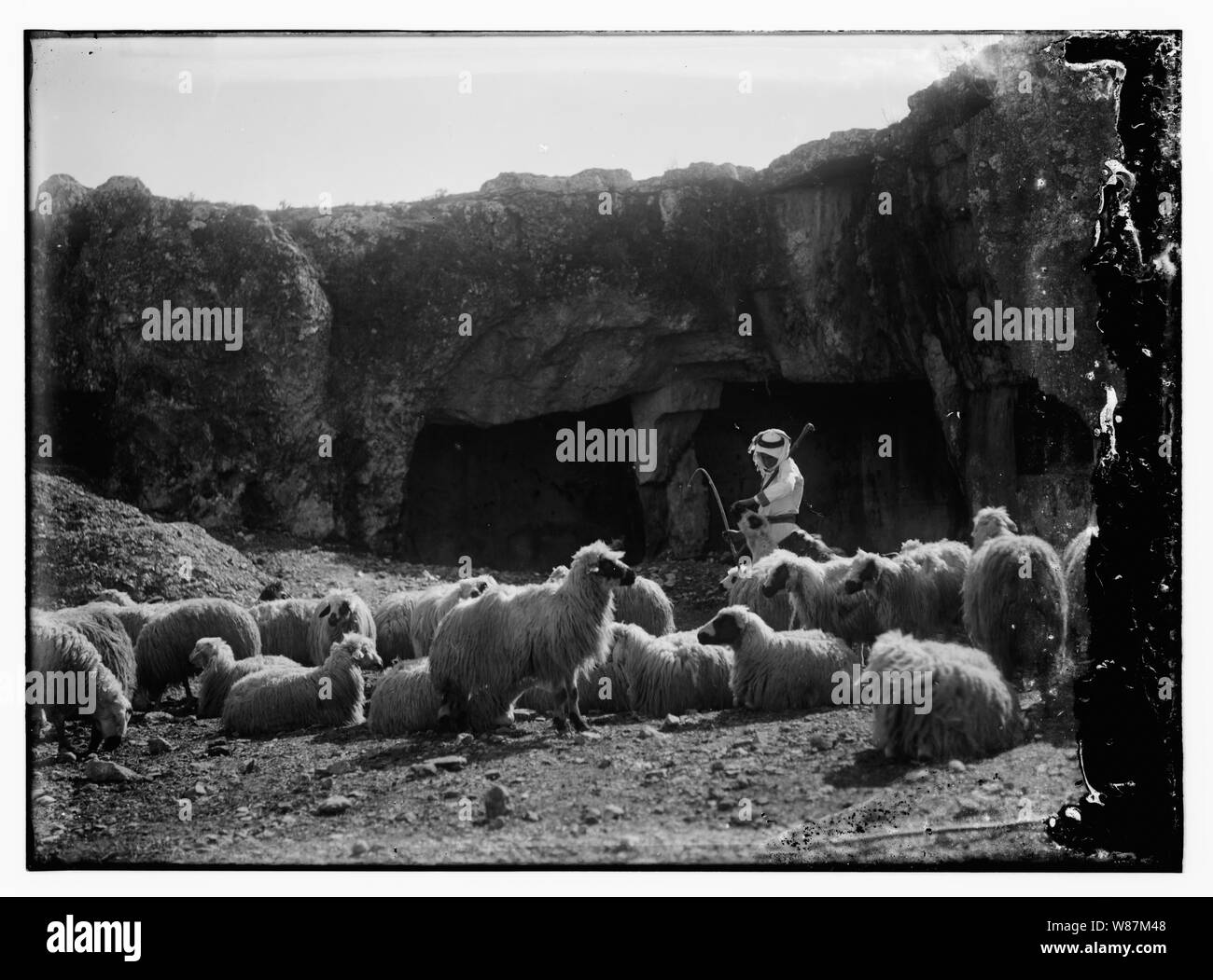 Psaume 23, les moutons Banque D'Images