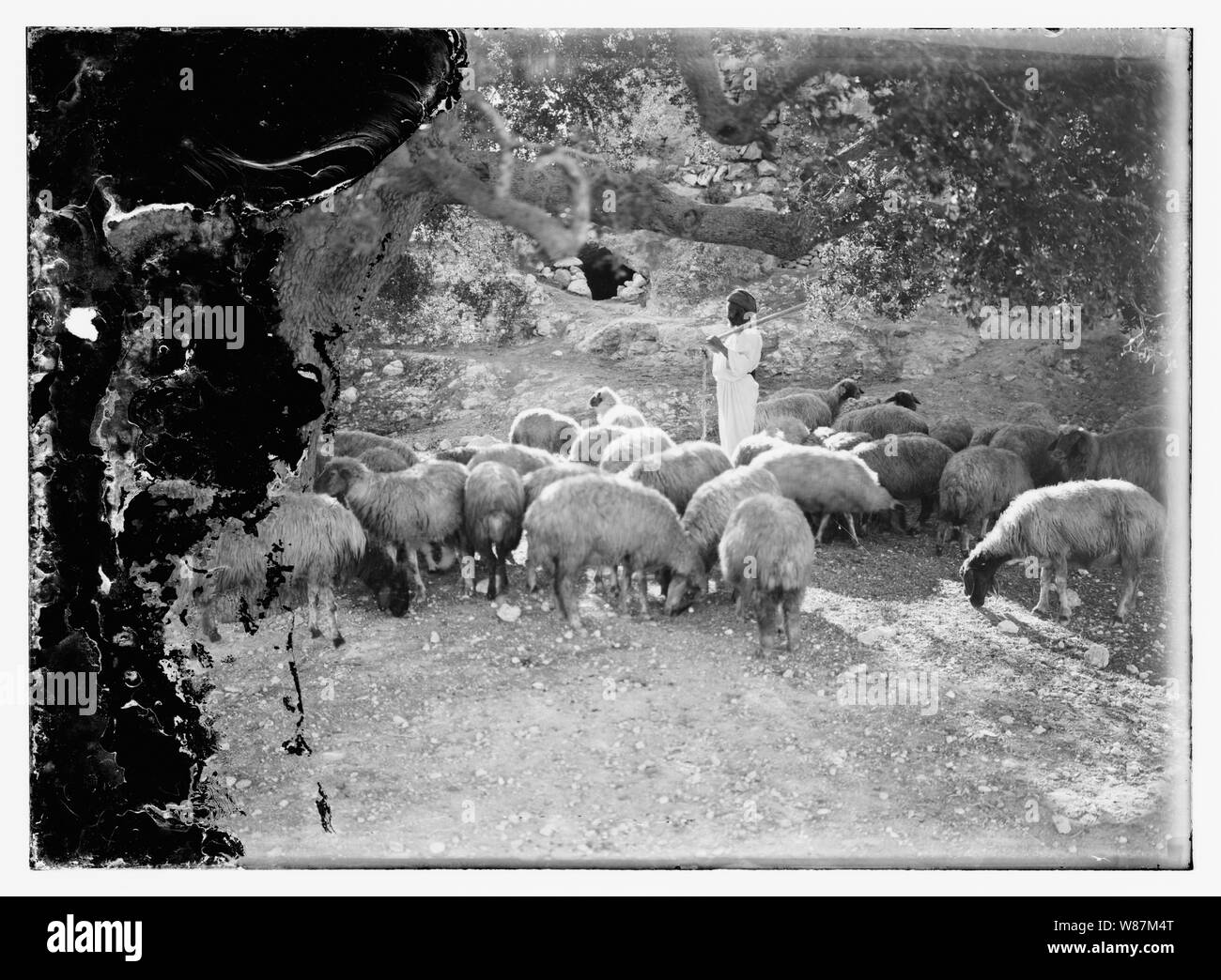 Psaume 23, les moutons Banque D'Images