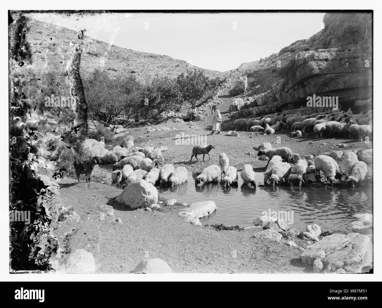 Psaume 23, les moutons Banque D'Images