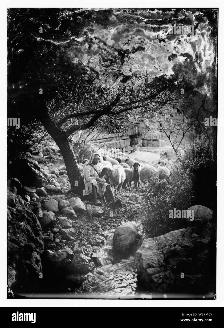 Psaume 23, les moutons Banque D'Images