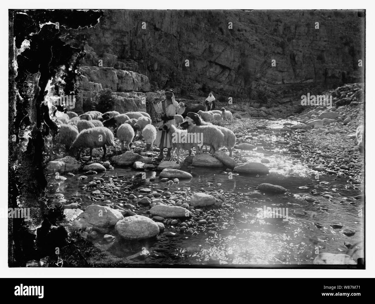 Psaume 23, les moutons Banque D'Images