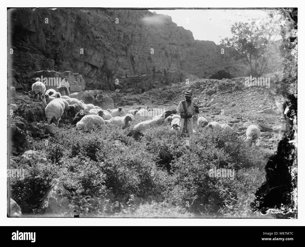 Psaume 23, les moutons Banque D'Images