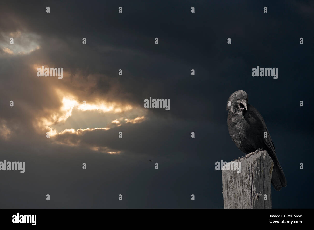 Corbeau Sombre Banque D Image Et Photos Alamy Corbeau Sombre Banque D Image Et Photos Alamy