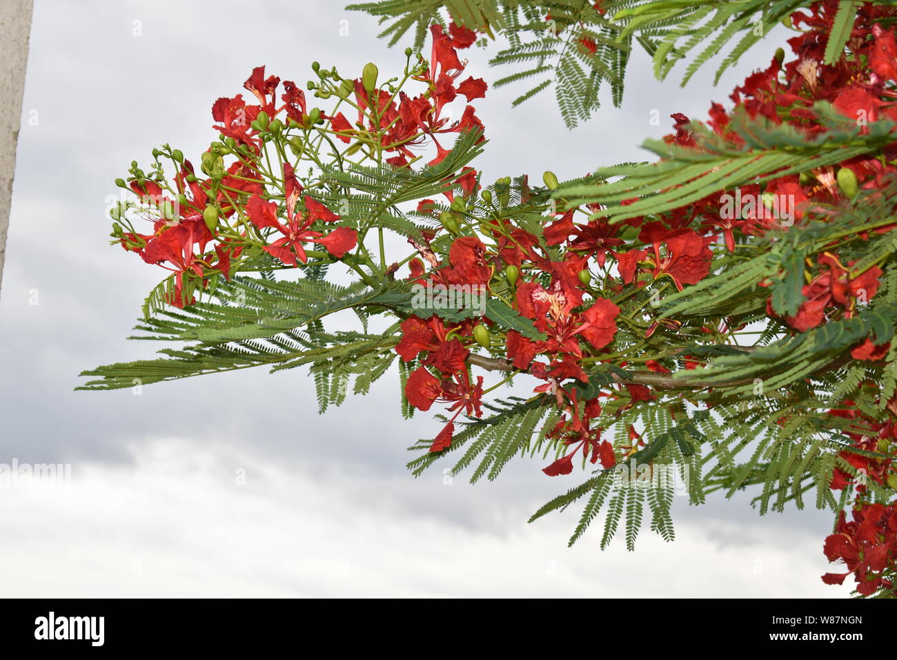 Paon ROUGE FLEURS SUR POINCIANA ARBRE AVEC L'ARRIÈRE-PLAN DE NUAGES Banque D'Images