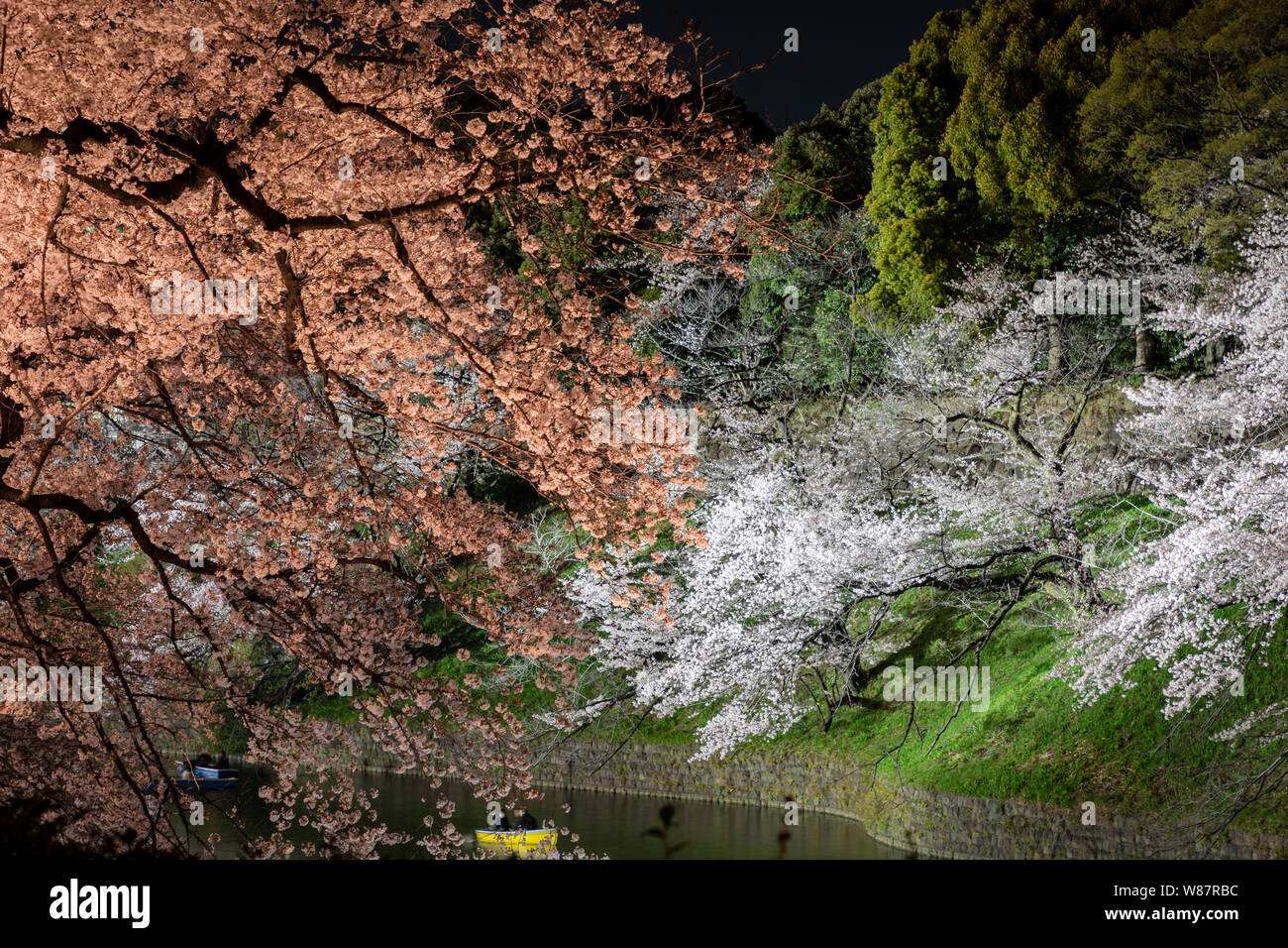 Blossom dans Kudanzaka parc de nuit, Tokyo, Japon. Banque D'Images