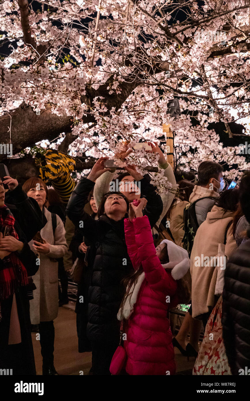 Blossom dans Kudanzaka parc de nuit, Tokyo, Japon. Banque D'Images