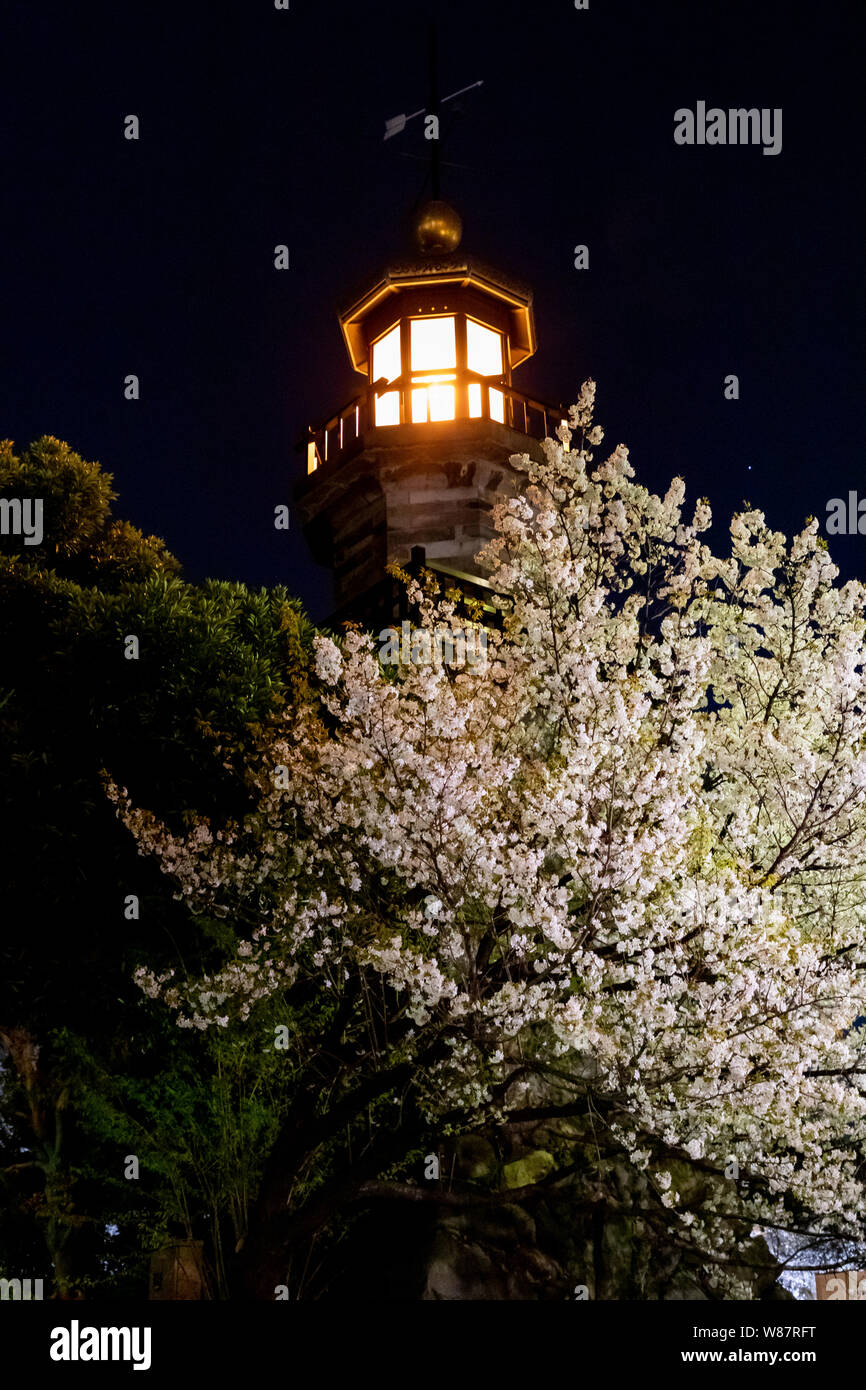 Blossom dans Kudanzaka parc de nuit, Tokyo, Japon. Banque D'Images