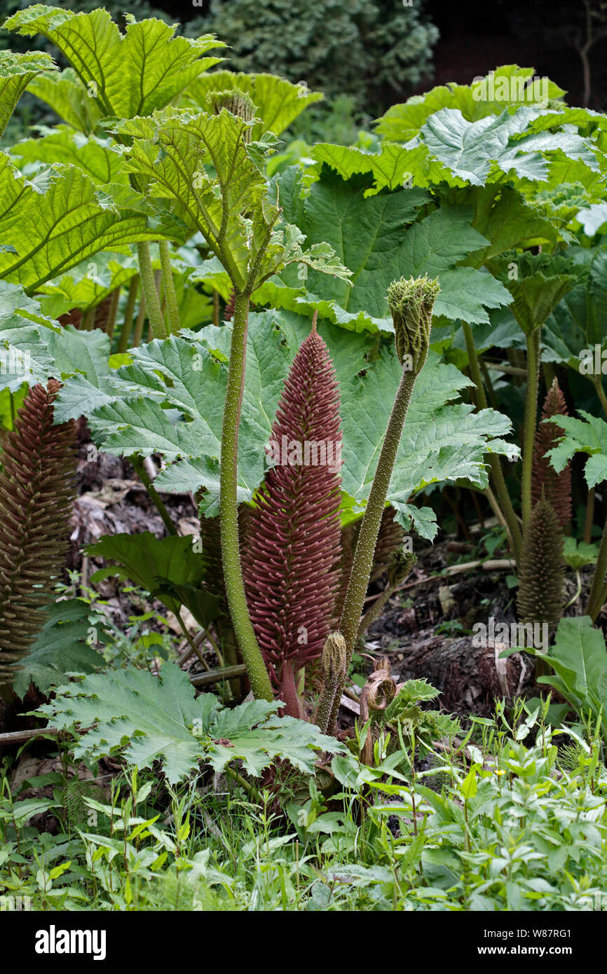 Gunnera manicata Banque D'Images