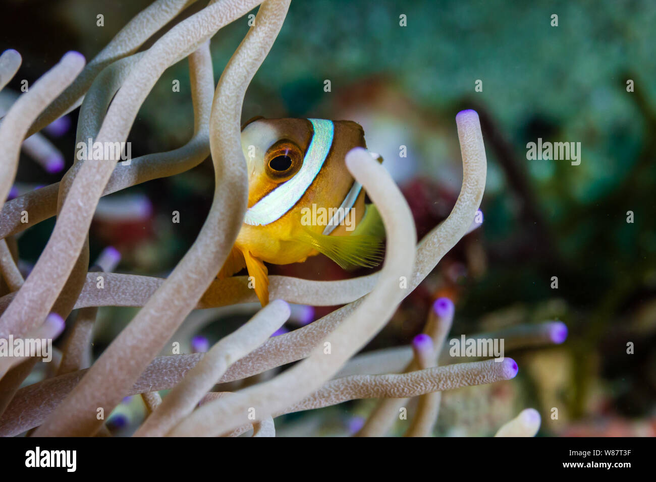 Poissons Clowns bagués dans leur anémone hôte sur un récif de coraux tropicaux en Asie Banque D'Images
