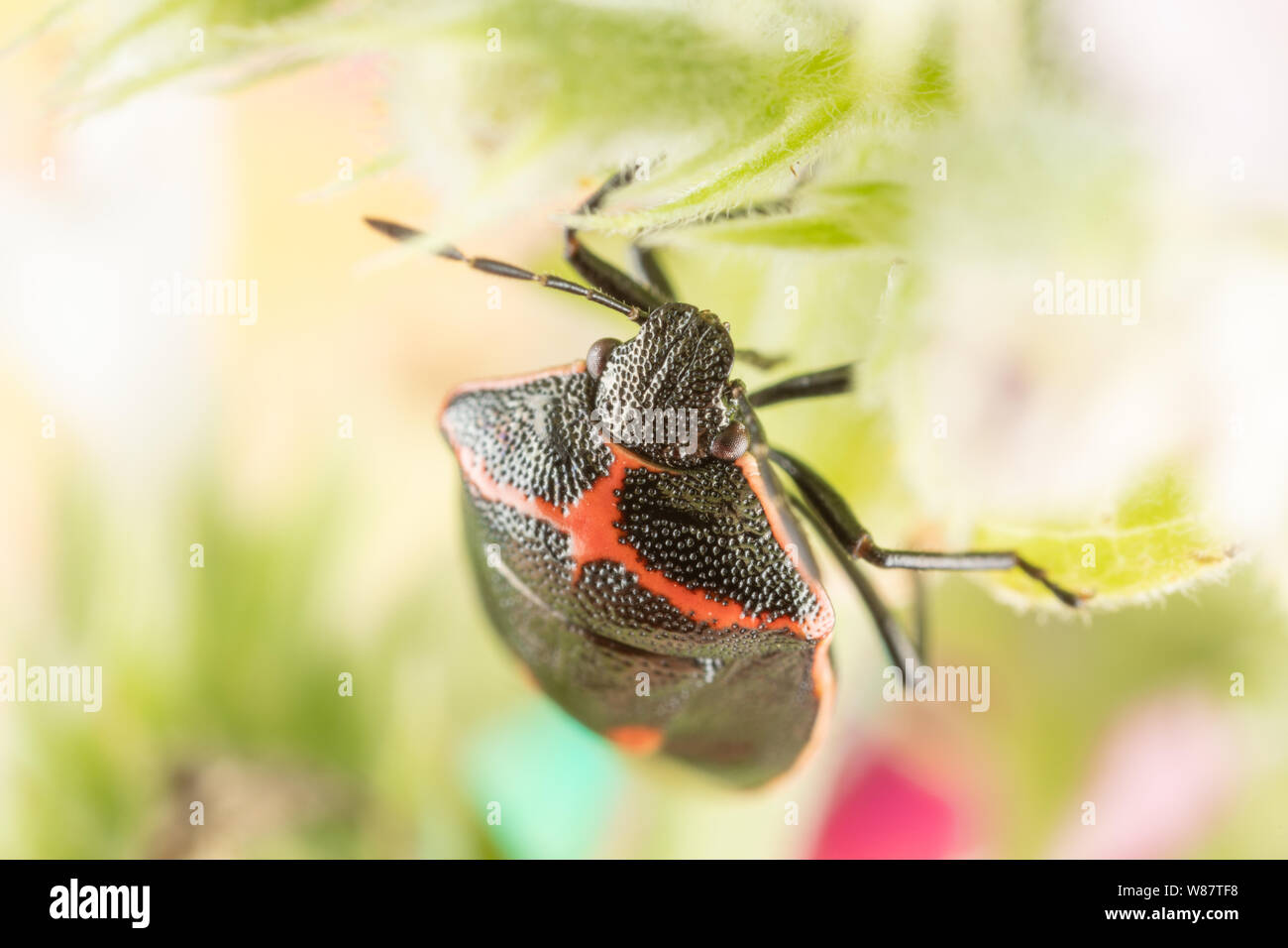 Macro photo d'une deux fois poignardé stink bug sur une tige de la plante avec des lignes rouges sur le dos et le corps noir. Banque D'Images
