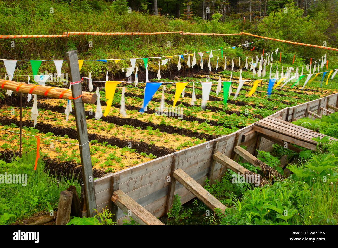 Jardin, Shoal Cove, Terre-Neuve et Labrador, Canada Banque D'Images