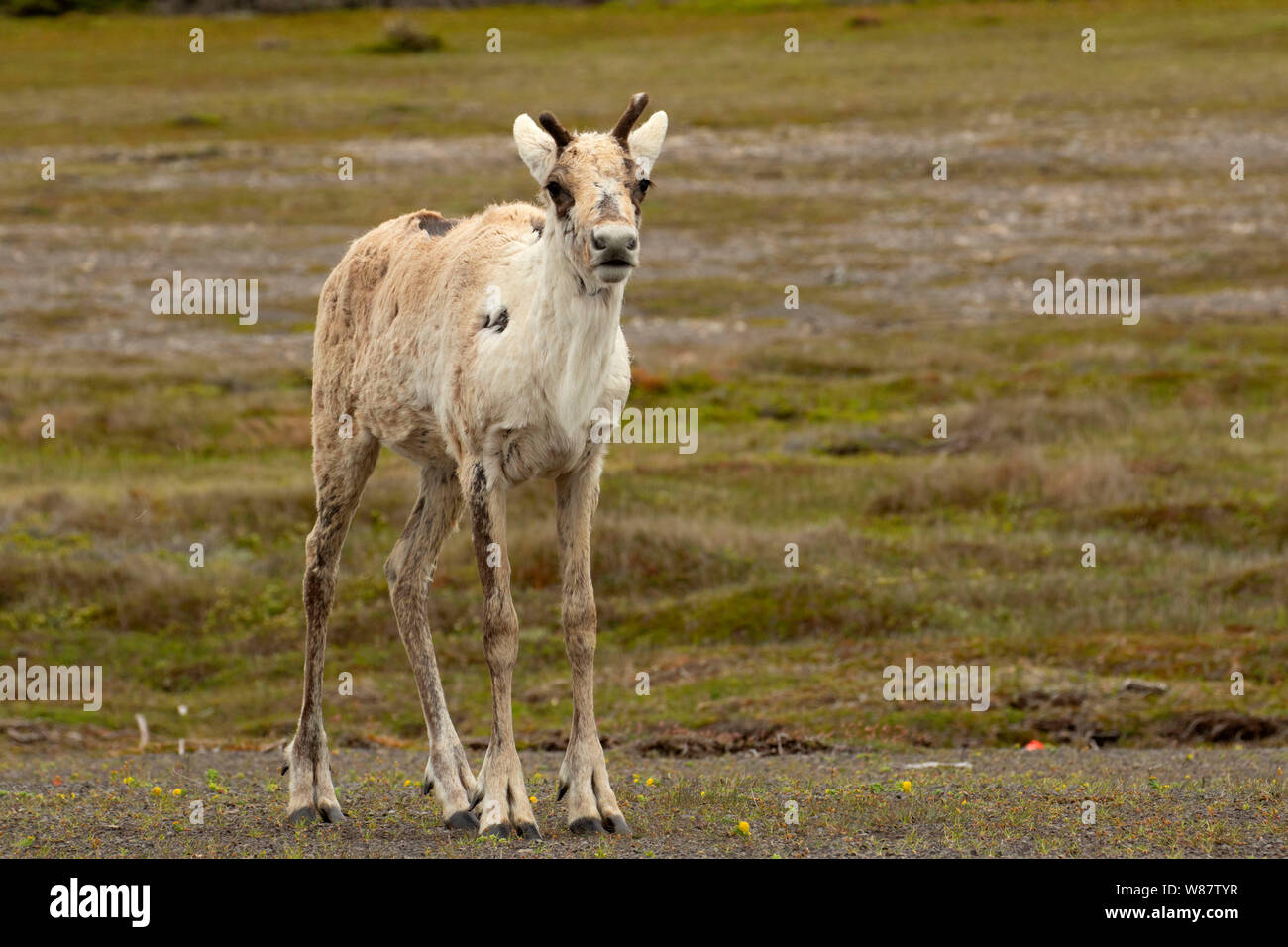 Le caribou des bois, le lieu historique national de Port au Choix, Terre-Neuve et Labrador, Canada Banque D'Images