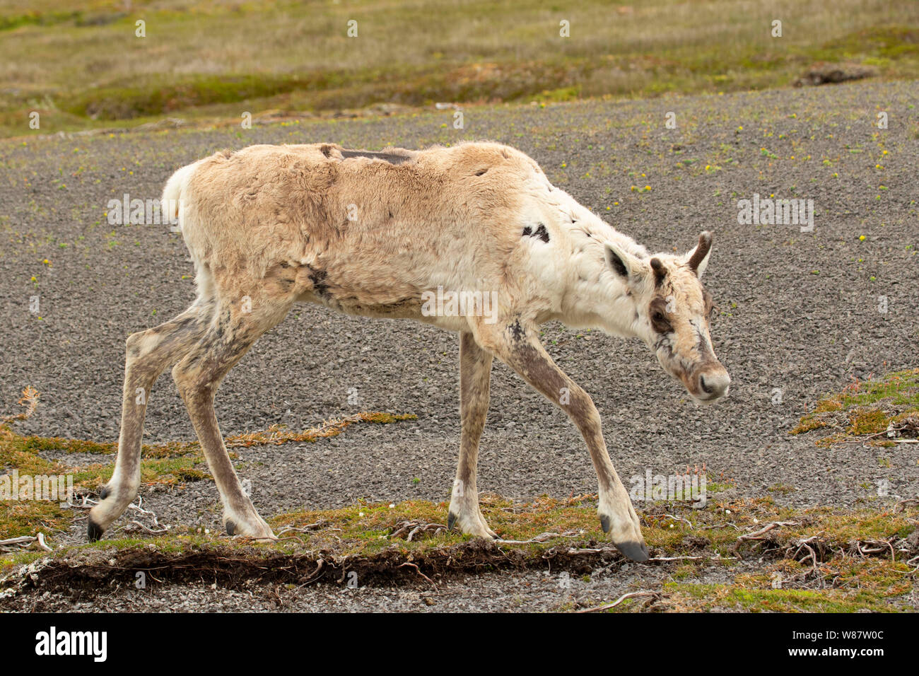 Le caribou des bois, le lieu historique national de Port au Choix, Terre-Neuve et Labrador, Canada Banque D'Images