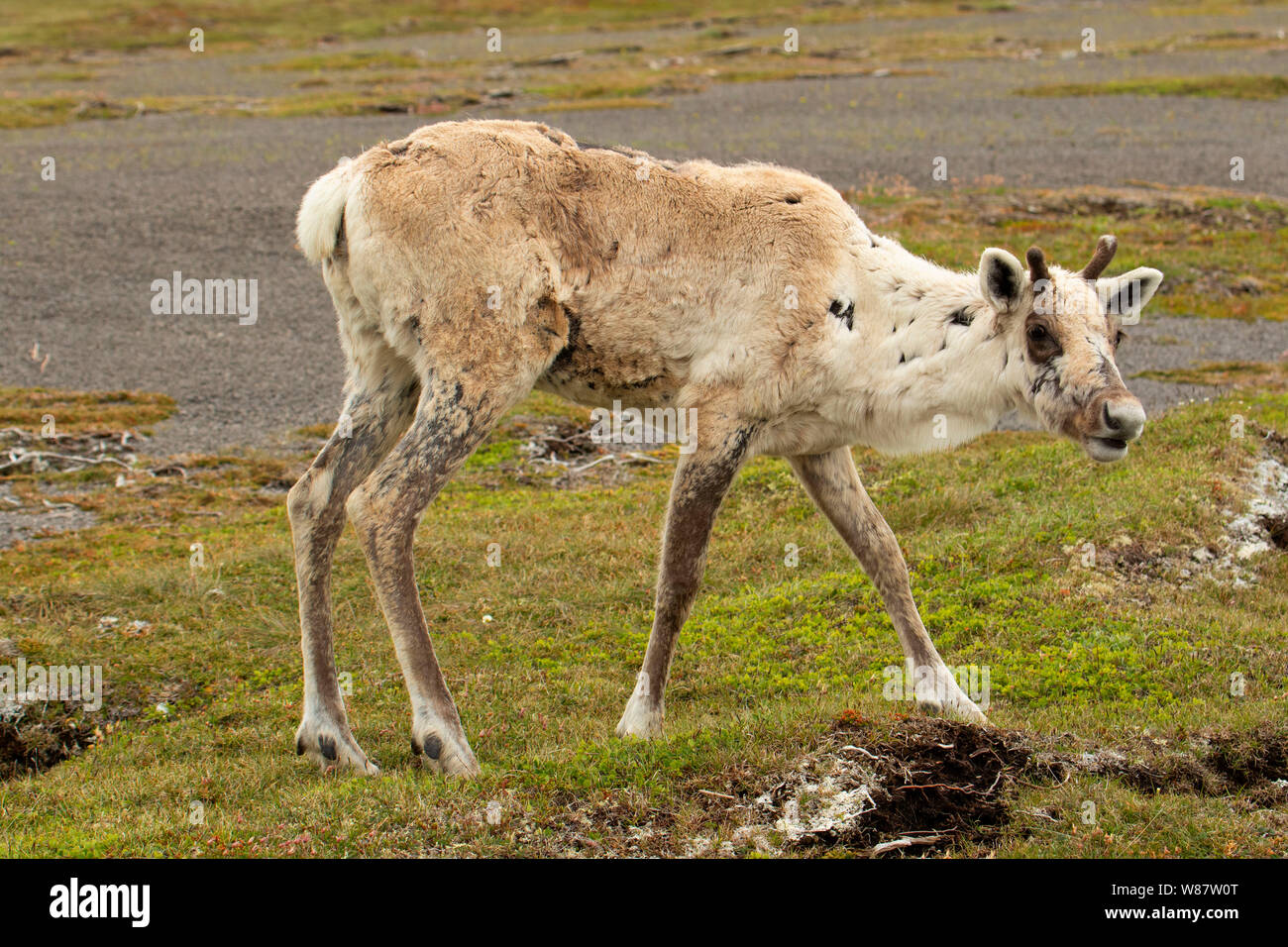 Le caribou des bois, le lieu historique national de Port au Choix, Terre-Neuve et Labrador, Canada Banque D'Images