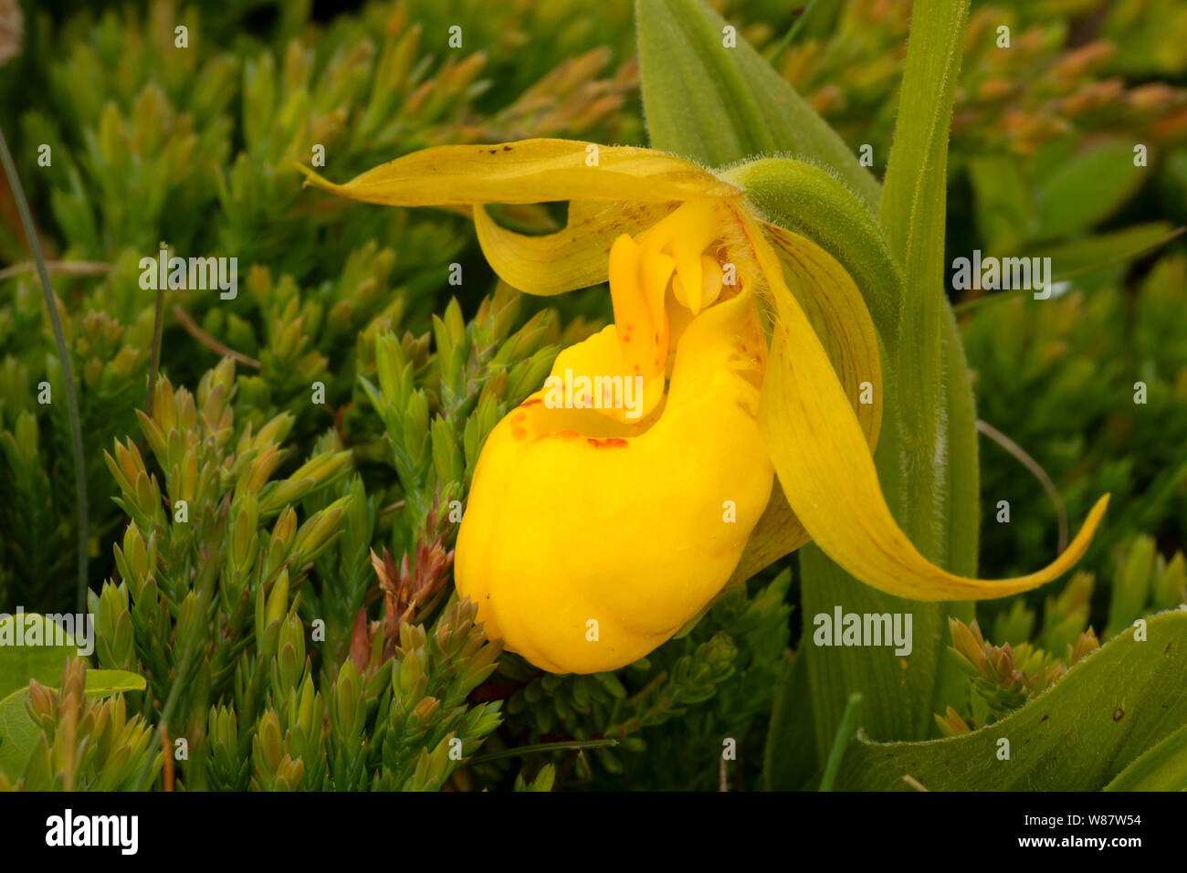 Yellow Lady's Slipper (Cypripedium parviflorum) le long du sentier du Littoral Jardin Philip, le lieu historique national de Port au Choix, Terre-Neuve et Labrador, Banque D'Images