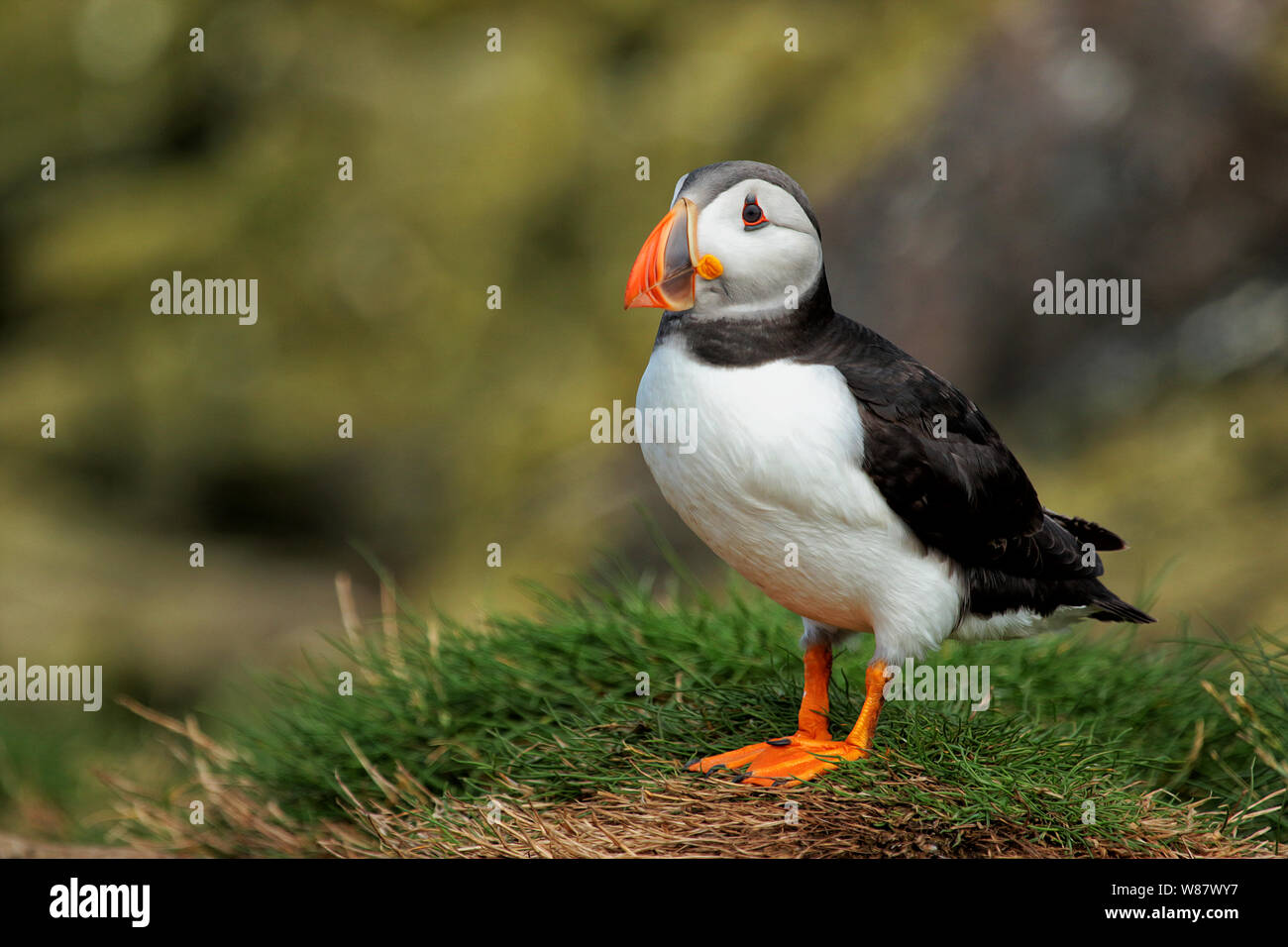 Macareux moine (Fratercula arctica), Iles Farne, Grand Britiain (UK). Un lieu magique avec le ciel rempli de littéralement des milliers d'oiseaux. Banque D'Images