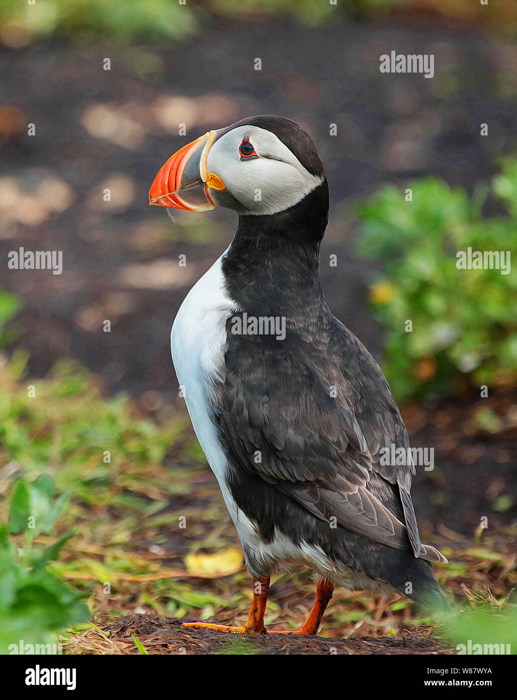 Macareux moine (Fratercula arctica), Iles Farne, Grand Britiain (UK). Un lieu magique avec le ciel rempli de littéralement des milliers d'oiseaux. Banque D'Images