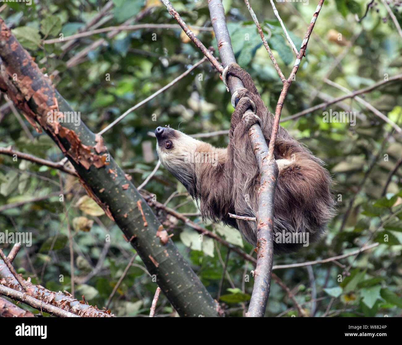 Libre d'Hoffman's Deux-toed Sloth Choloepus hoffmanni) suspendu à une branche au Metropolitan Park,Panama City.en Amérique centrale et du Sud. Banque D'Images