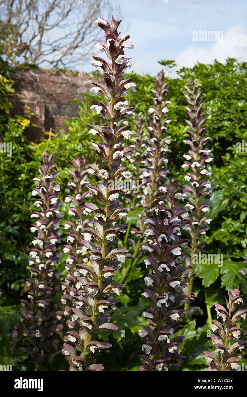 L'usine, Acanthus mollis ou culottes d'Ours Banque D'Images