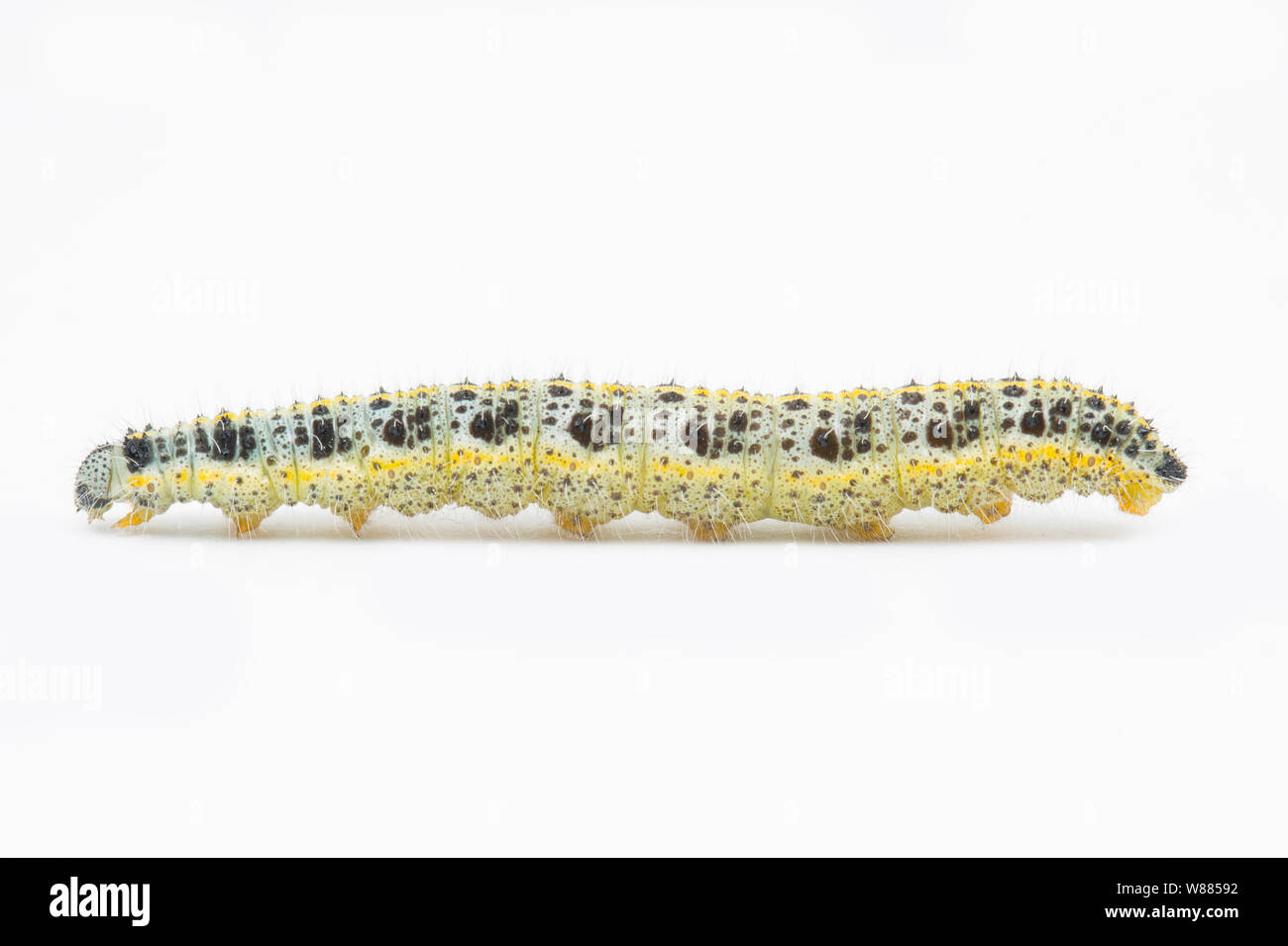 Un grand papillon blanc caterpillar, Pieris brassicae, trouvés se nourrissant de feuilles de raifort sauvage, Armoracia rusticana, poussant sur les rives de la Sor Banque D'Images